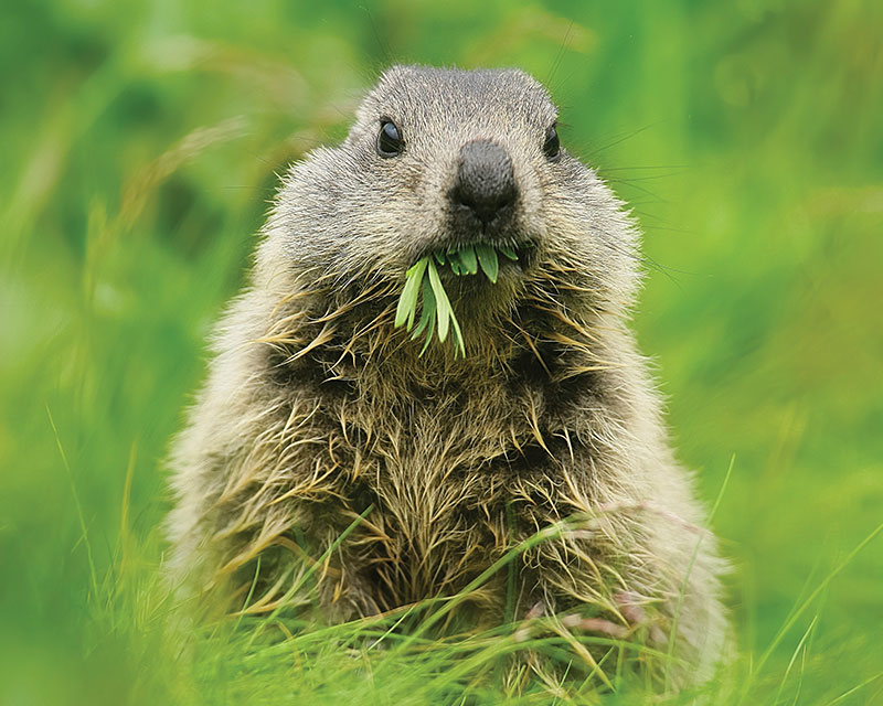 Fotografia fauna