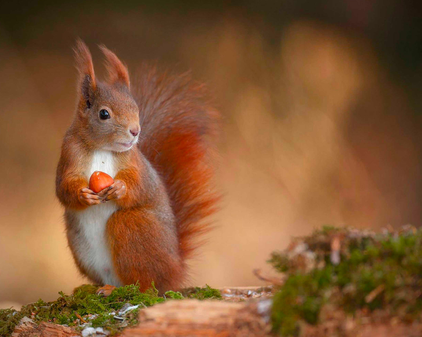 fotografia faunistica