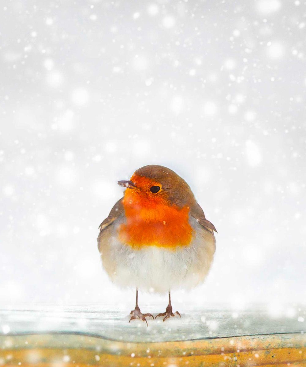 fotografia faunistica