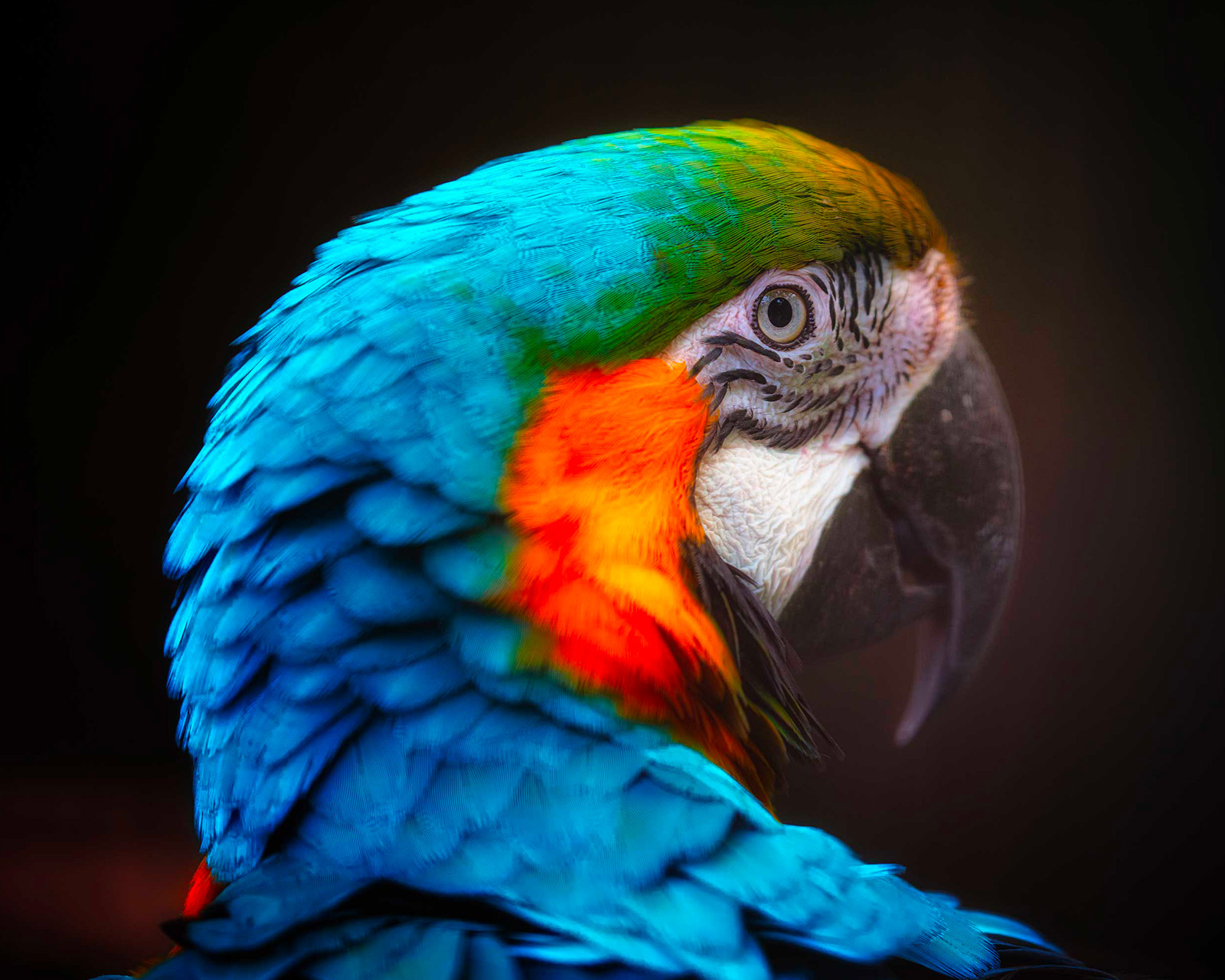 fotografia faunistica