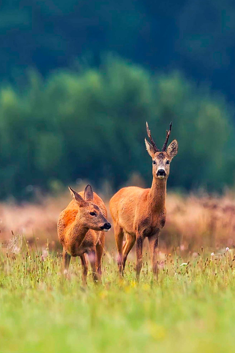 fotografia faunistica