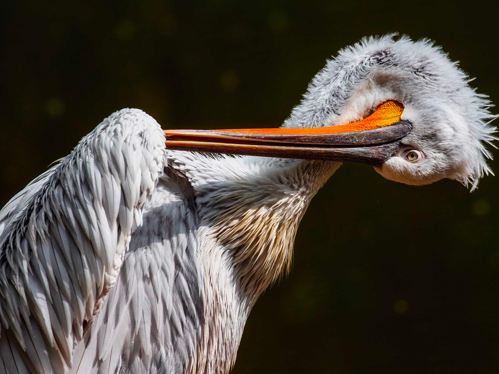 fotografia faunistica