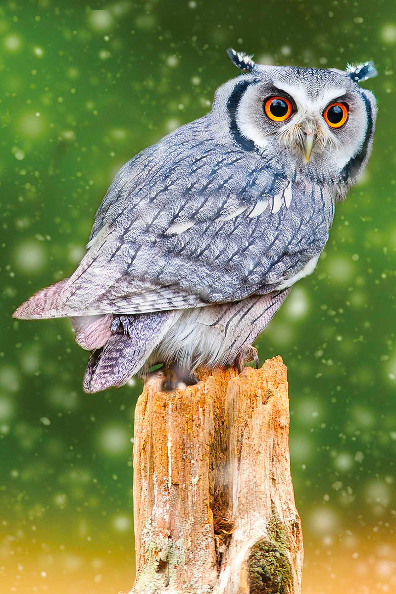 fotografia faunistica