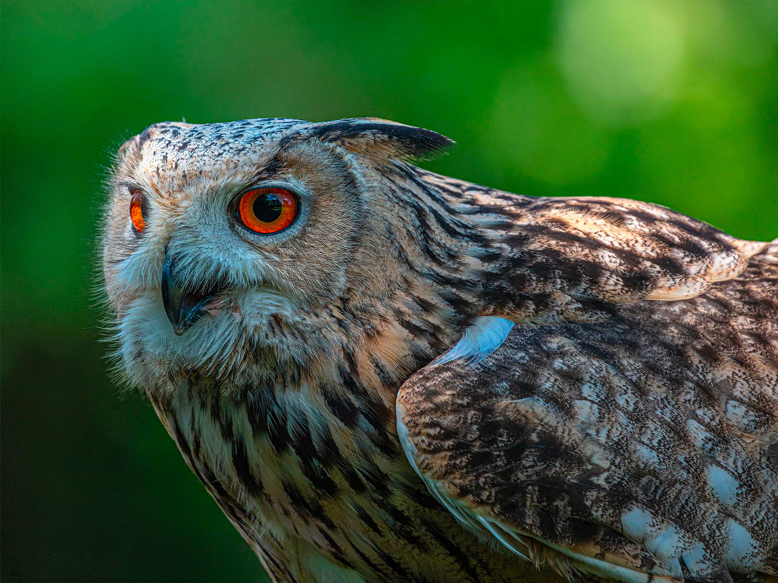 fotografia faunistica