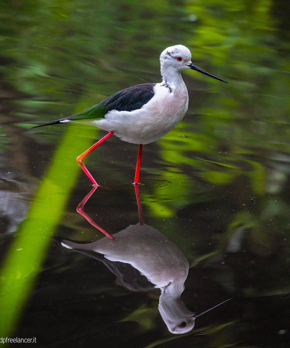 fotografia faunistica