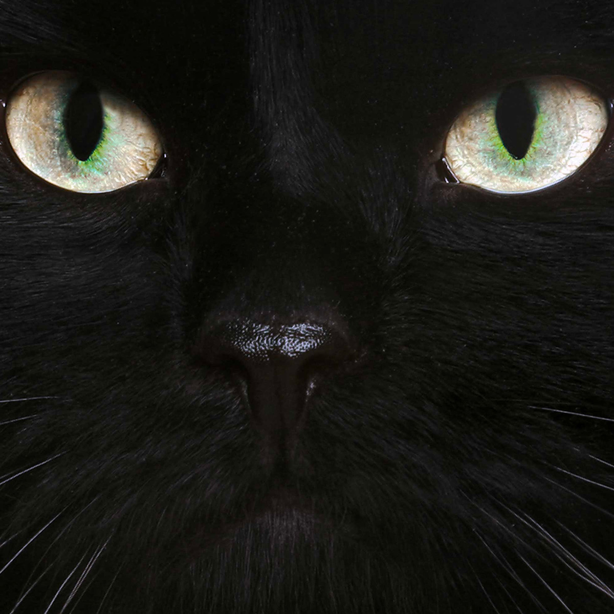 fotografia faunistica