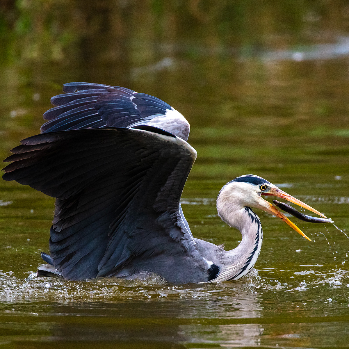 fotografia faunistica