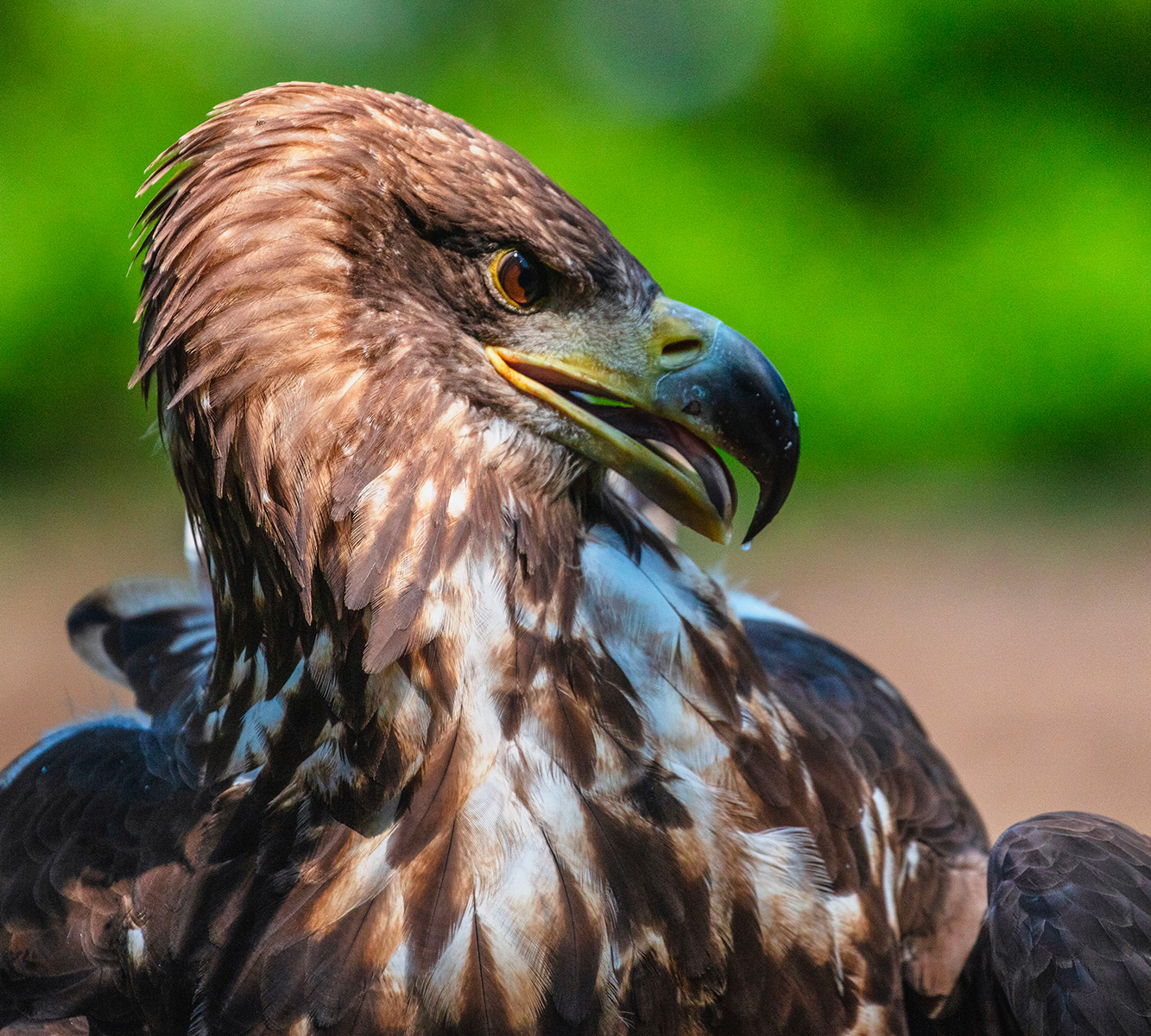fotografia faunistica
