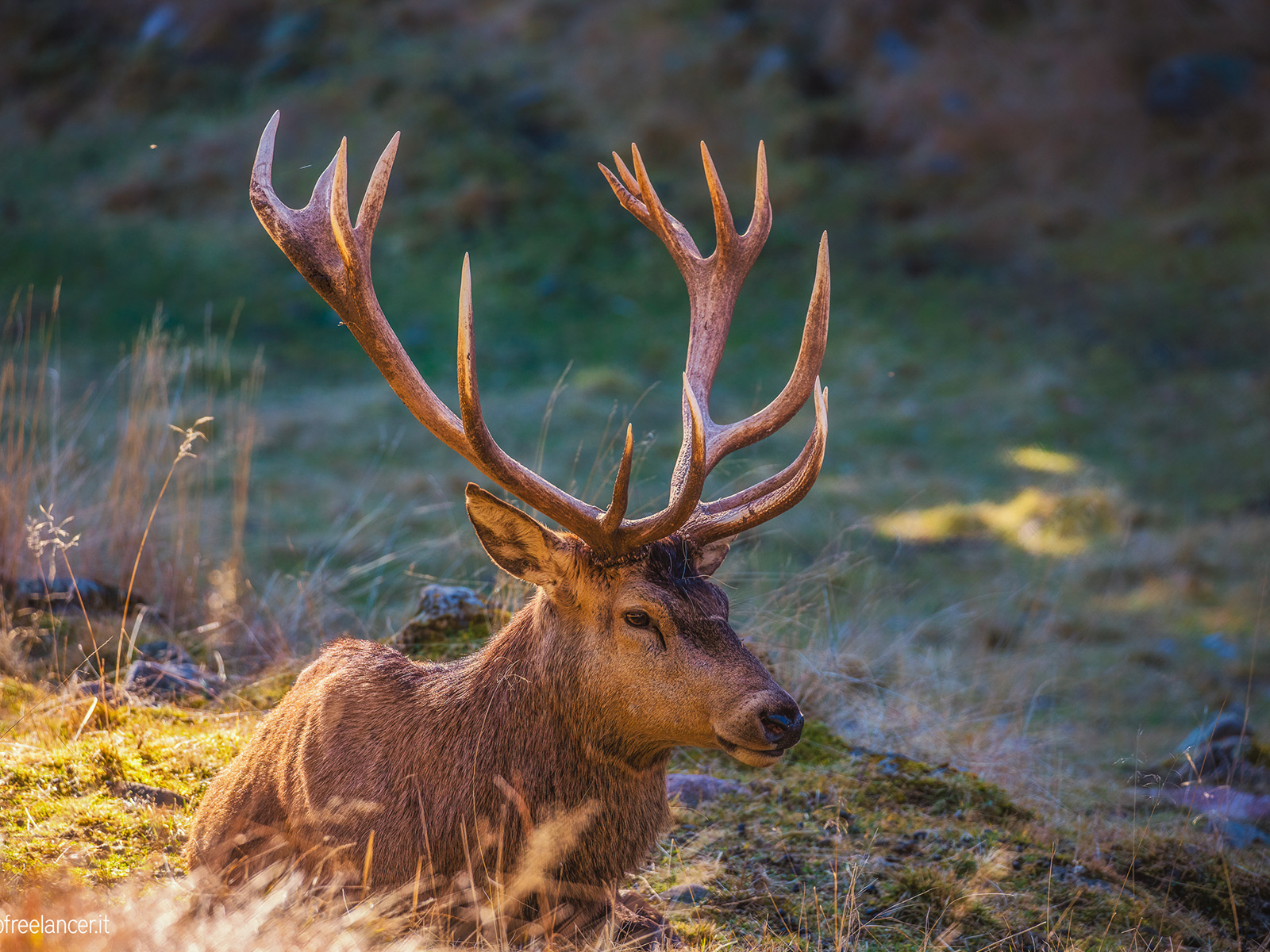 fotografia faunistica